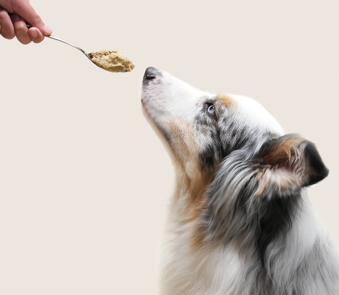 Surf & Turf Grain-Free Freshly Crafted Dog Food