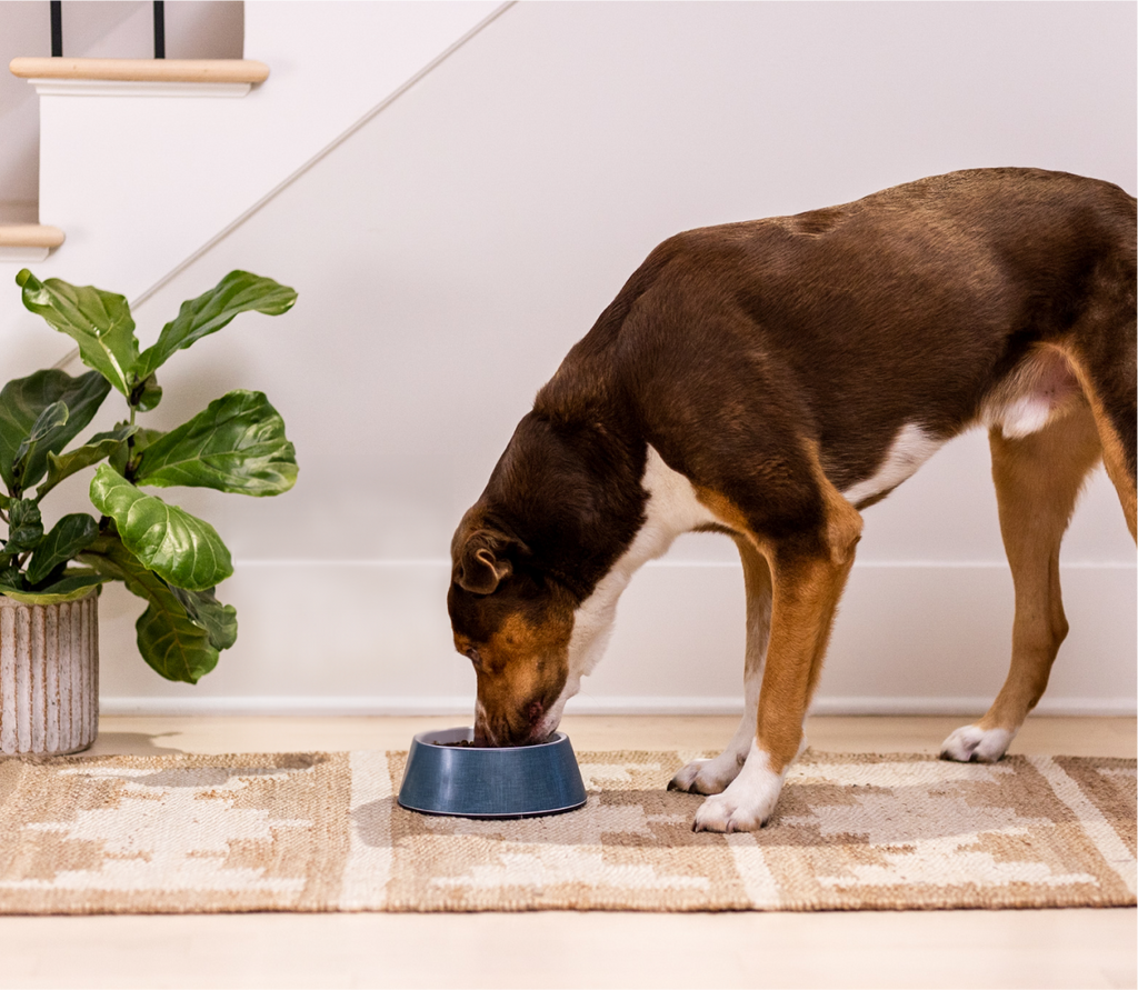 Chicken & Salmon Ancient Grains Puppy Kibble