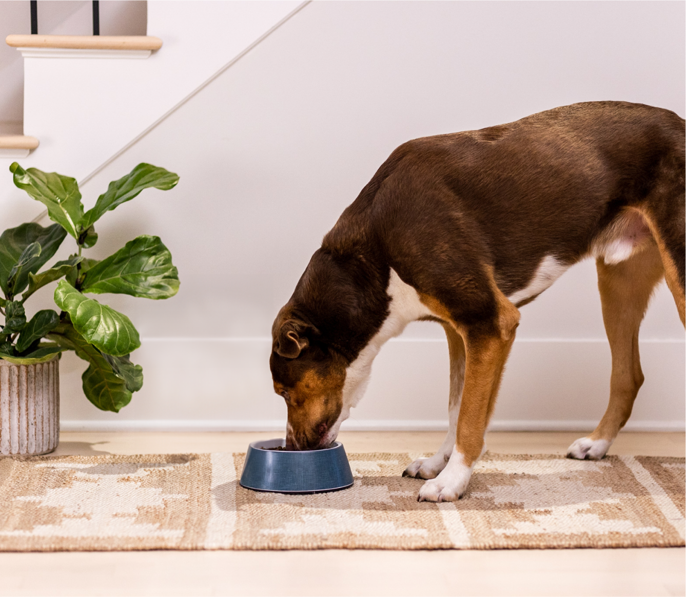 Chicken & Salmon Ancient Grains Puppy Kibble